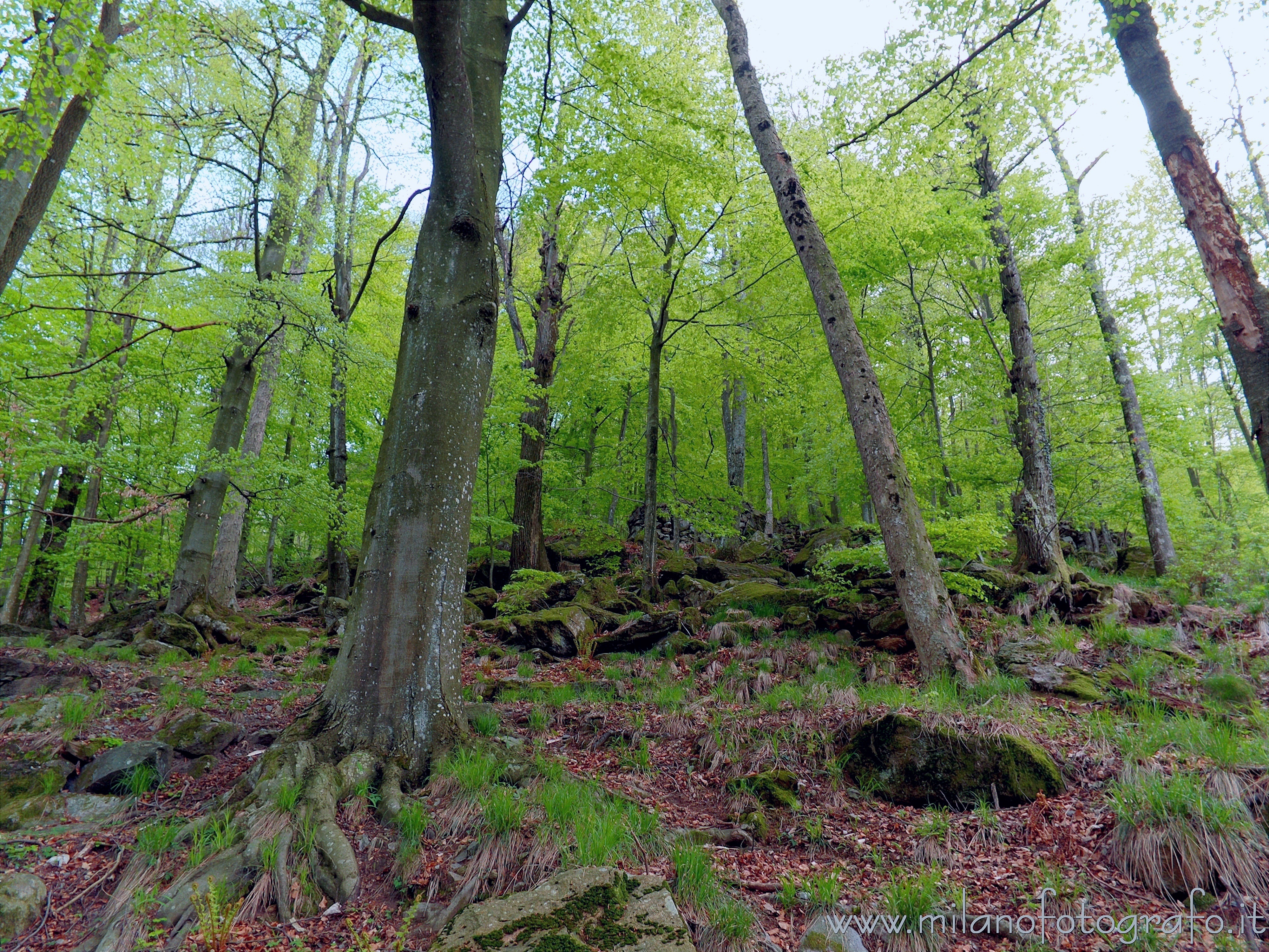 Rosazza (Biella) - Bosco primaverile